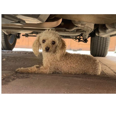 cartel de perro perdido