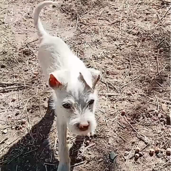 cartel de perro perdido