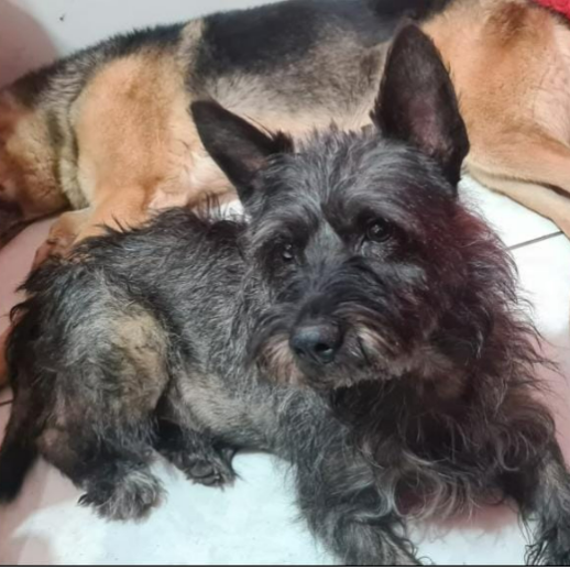cartel de perro perdido