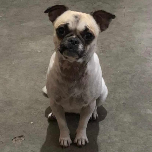 cartel de perro perdido