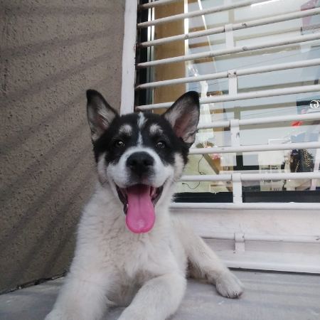 cartel de perro perdido