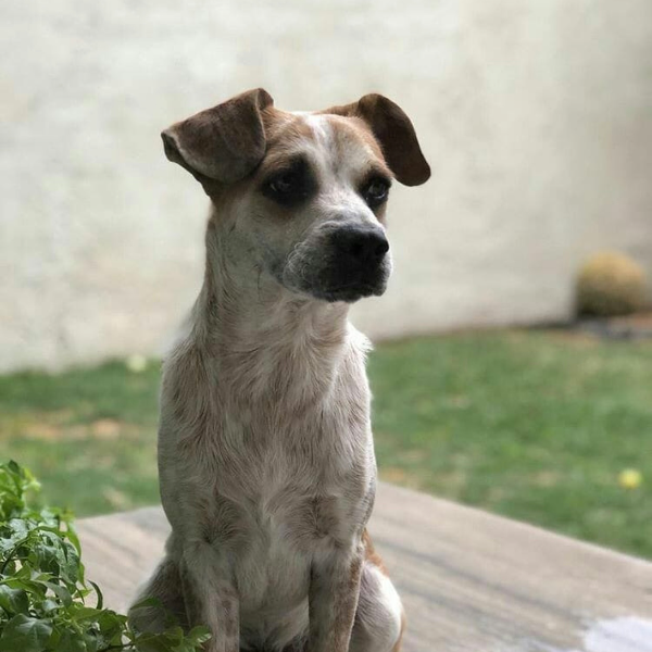 cartel de perro perdido