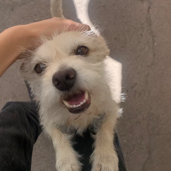 cartel de perro perdido