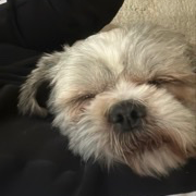 cartel de perro perdido