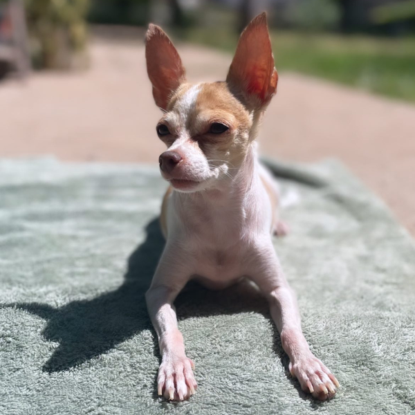 cartel de perro perdido