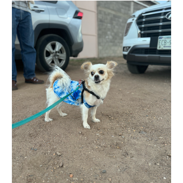 cartel de perro perdido