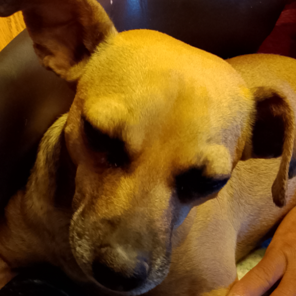 cartel de perro perdido