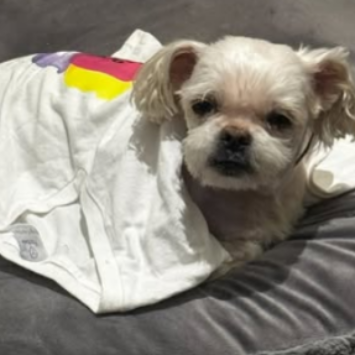 cartel de perro perdido