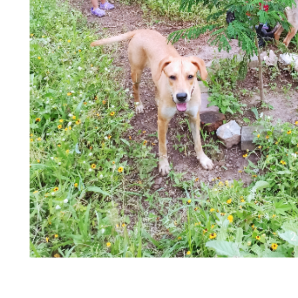 cartel de perro perdido