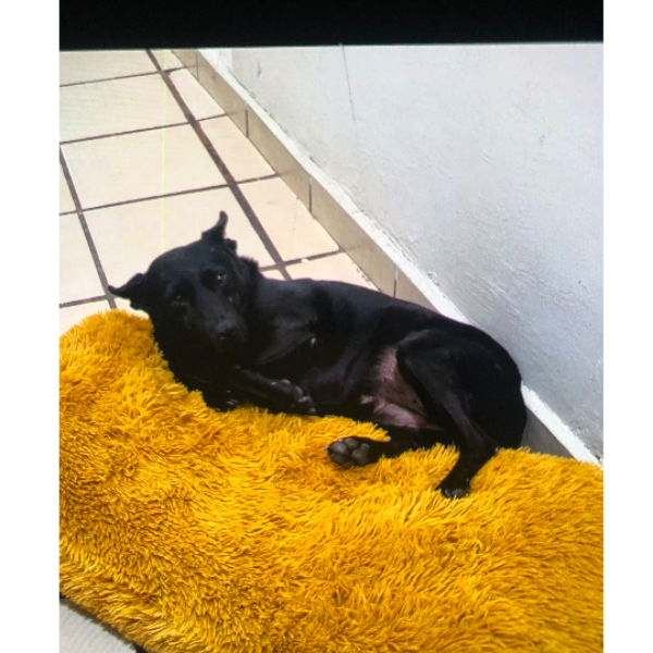 cartel de perro perdido