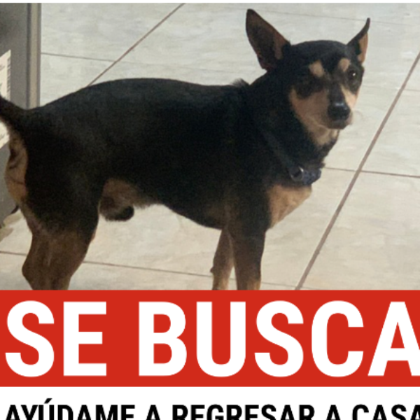 cartel de perro perdido