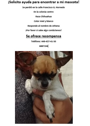 cartel de perro perdido