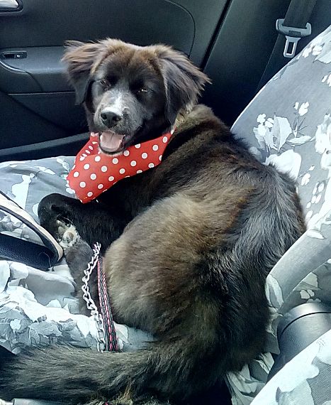 cartel de perro perdido