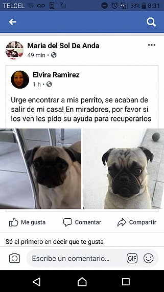 cartel de perro perdido
