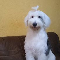 cartel de perro perdido