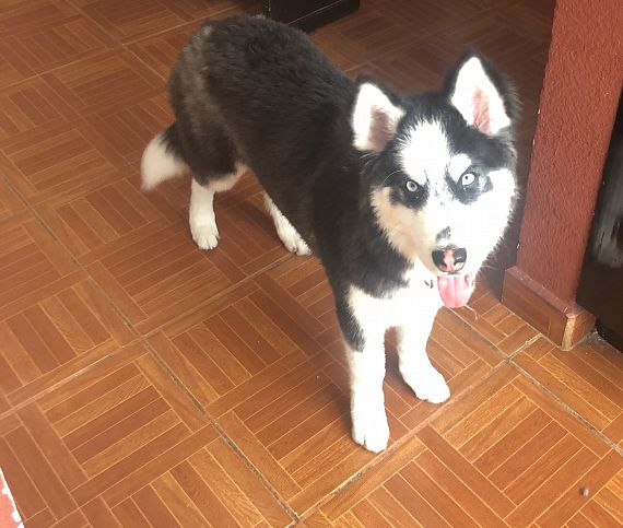 cartel de perro perdido