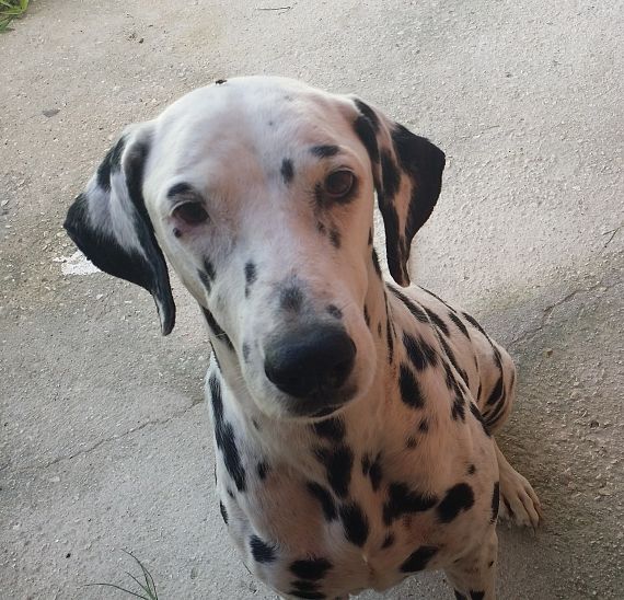 cartel de perro perdido