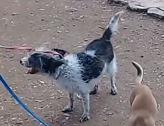 cartel de perro perdido