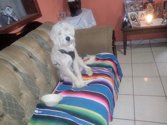 cartel de perro perdido
