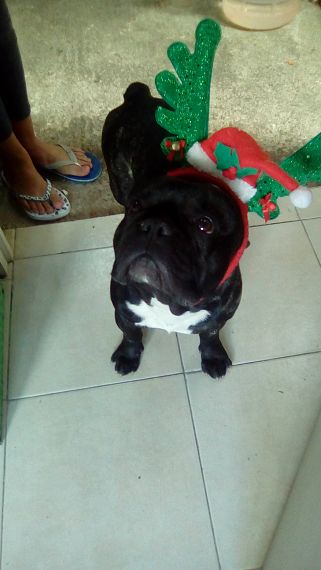 cartel de perro perdido