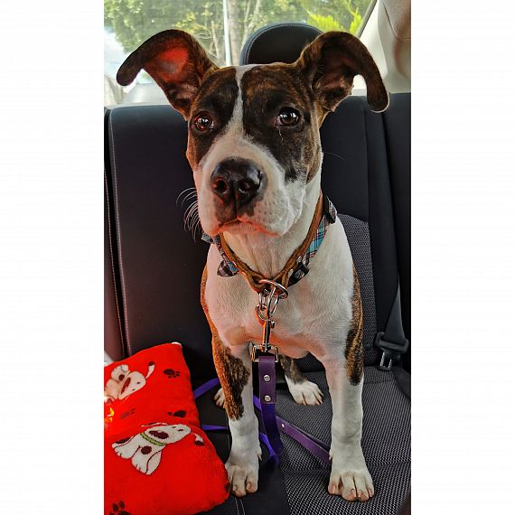 cartel de perro perdido