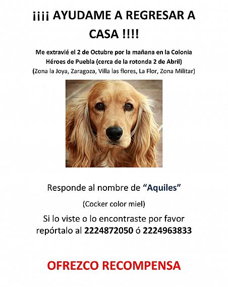 cartel de perro perdido