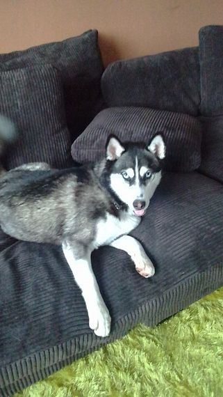 cartel de perro perdido