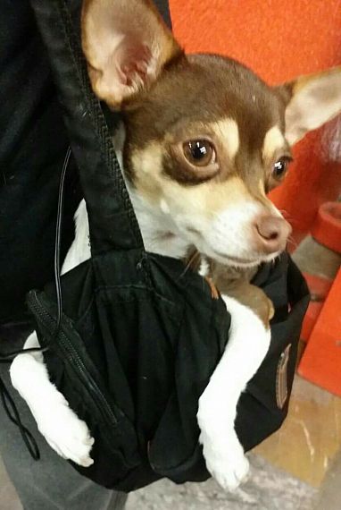 cartel de perro perdido