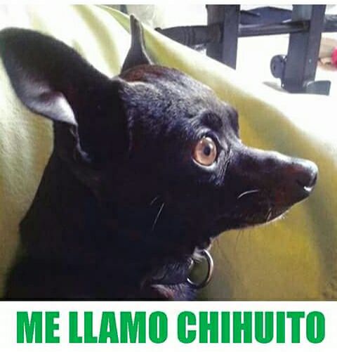 cartel de perro perdido