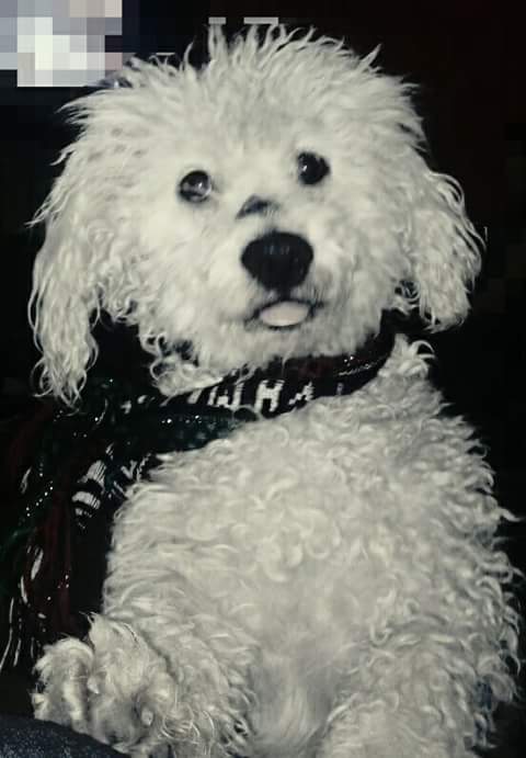 cartel de perro perdido