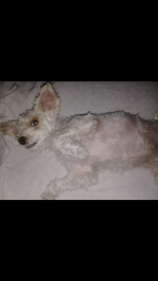 cartel de perro perdido