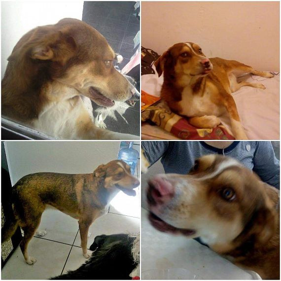 cartel de perro perdido