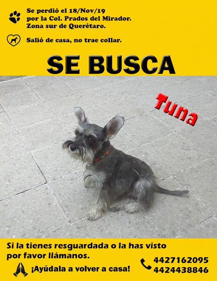 cartel de perro perdido