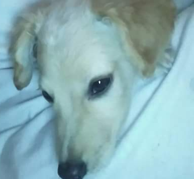 cartel de perro perdido