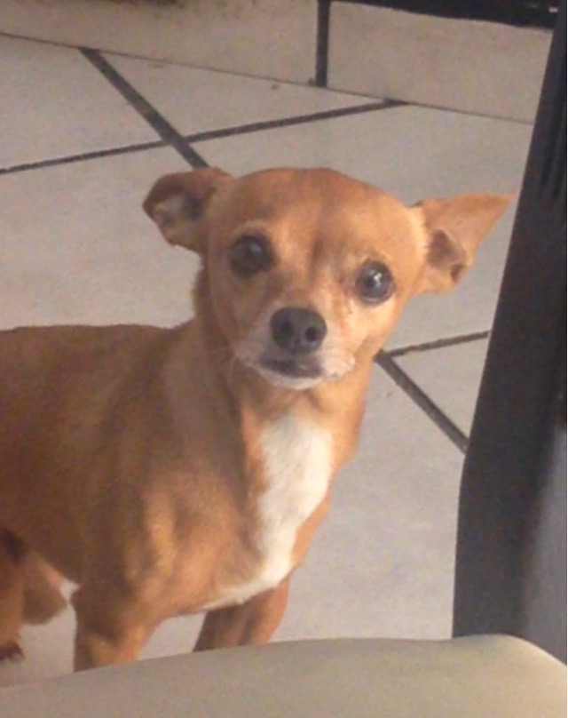 cartel de perro perdido