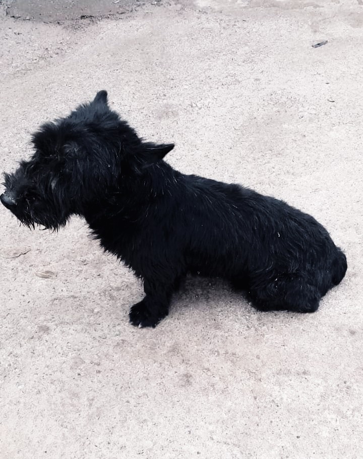 cartel de perro perdido