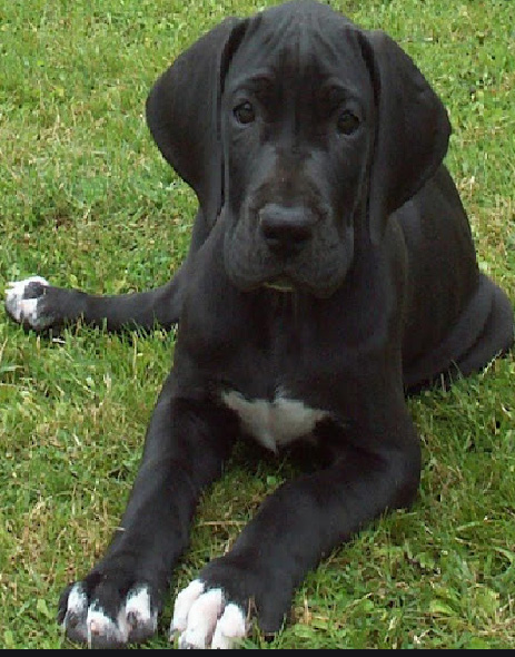 cartel de perro perdido