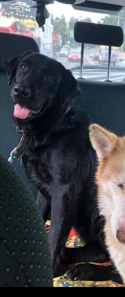 cartel de perro perdido