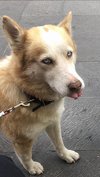 cartel de perro perdido