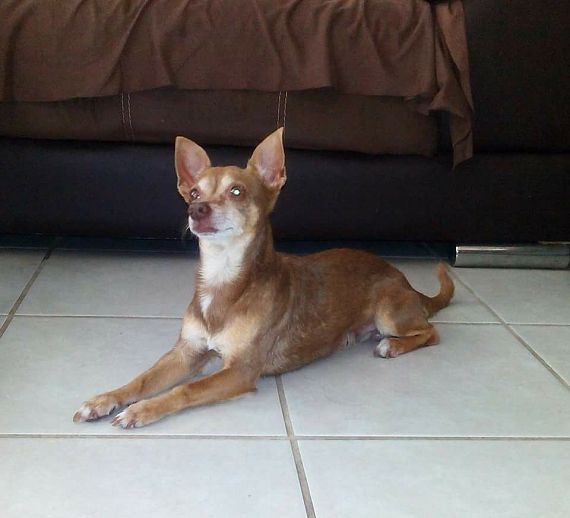 cartel de perro perdido