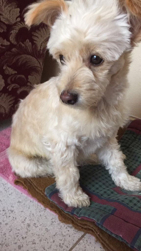 cartel de perro perdido