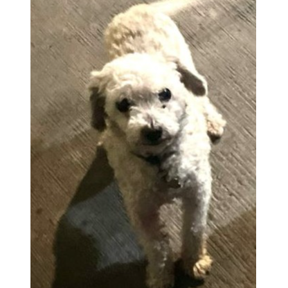 cartel de perro perdido