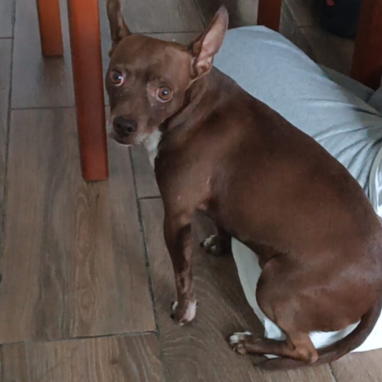 cartel de perro perdido