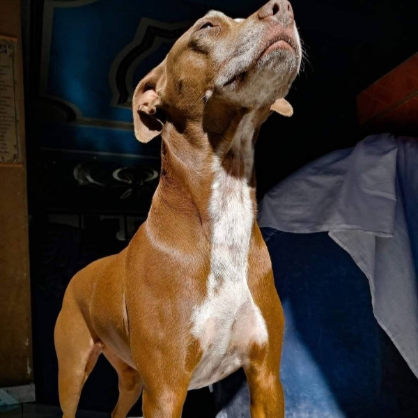 cartel de perro perdido