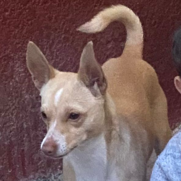 cartel de perro perdido