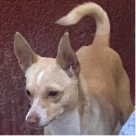 cartel de perro perdido