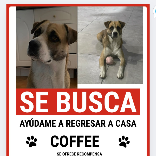 cartel de perro perdido