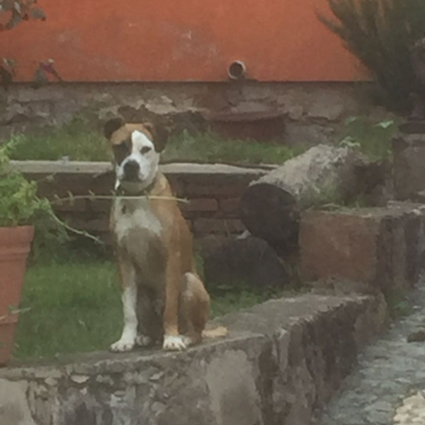 cartel de perro perdido