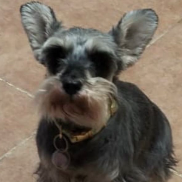 cartel de perro perdido