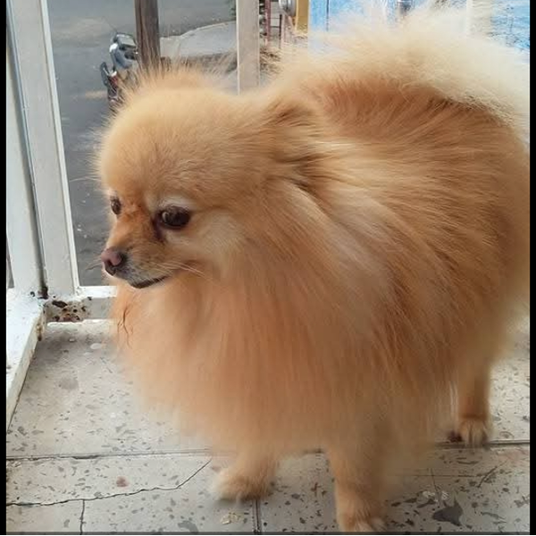 cartel de perro perdido